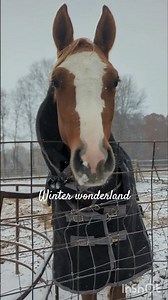 first snow! it's freezing😭 #christmas #cover #jazz #coversong #music #horse