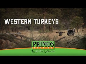Western Turkeys - Rio Grande Turkey Hunting In New Mexico- Primos Truth About Hunting Season 16