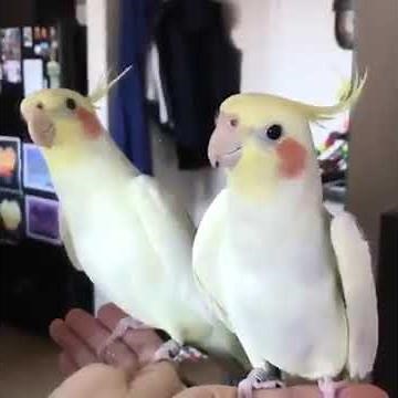Cockatiel Another One Bites the Dust