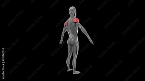 Deltoid muscle color isolated on black and white spinning and looping high res 3D model