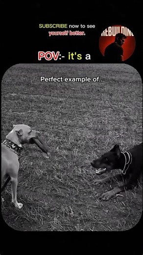 Prefect example of......🤔