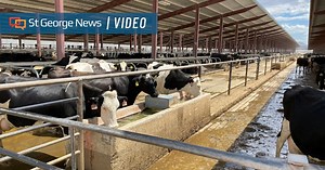 Dairy farmers are finding ways to conserve water and reduce waste while producing more milk than ever