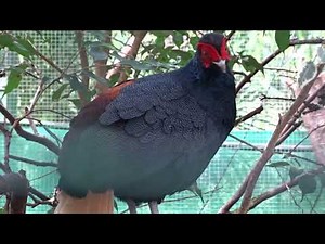 Malaya-Gelbschwanzfasan