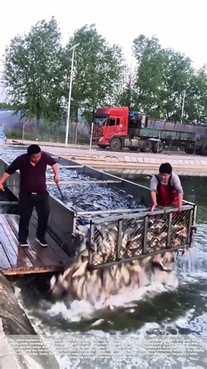 Knocking the Plug: How Farmers Transfer Fish Into Recreational Ponds