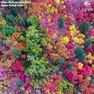 119K views · 1.4K reactions | This Fruit Loops-colored forest is just 6 hours from Las Vegas  #OgdenValley | Vegas Issues | Facebook