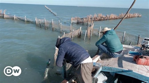 Pêche durable à la charfia traditionnelle