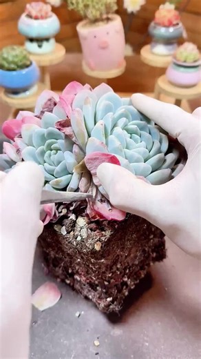 Relaxing ASMR: Satisfying Sounds for Plant Care