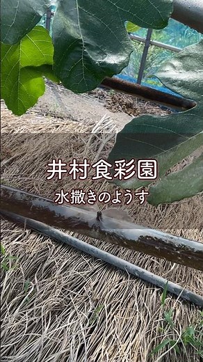 【夏のイチジク畑、実りを支える水かけ】