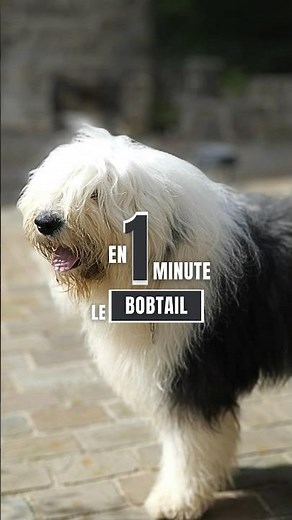 BOBTAIL : tout ce que vous devez savoir !