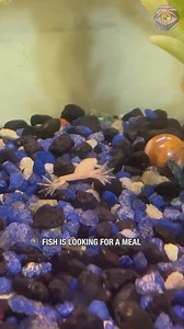 Un poisson semble manger son compagnon d'aquarium, une grenouille | Brico Sympa