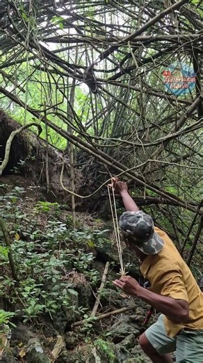 This time, the point 🤫🤫 #nature #shortvideo.