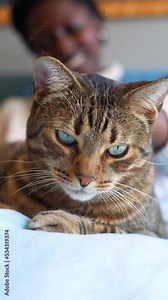 Young woman petting a beautiful tabby cat while sitting on the sofa.vertical video 4K