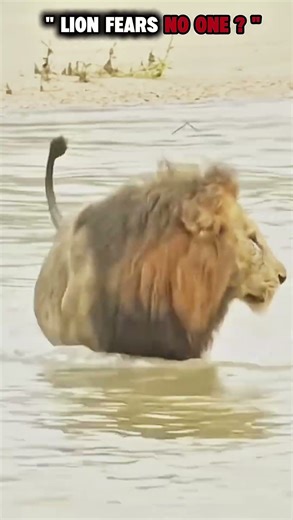 “Jungle Rule: The Lion Fears No One 👑”#shorts #Ego#wildlife