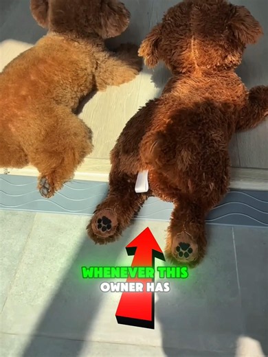 Nobody Could Find the Hidden Dog 😱🐶