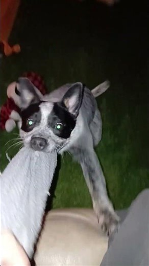 Australian Cattle Dog (4mo old)