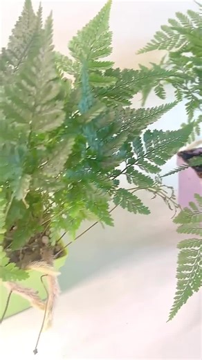 Rabbits Foot Fern | Large Fern House Plant | 4 Inch Pot - Etsy