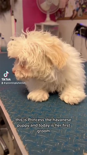 Princess 👑 #havanese #doggrooming #vetclinicgroomer #doggroomer #bathtime #dogs #haircut #doghaircut #dognailtrim #firstgroom #firstgroomingsession #havanesepuppy #puppy #bath #groomer