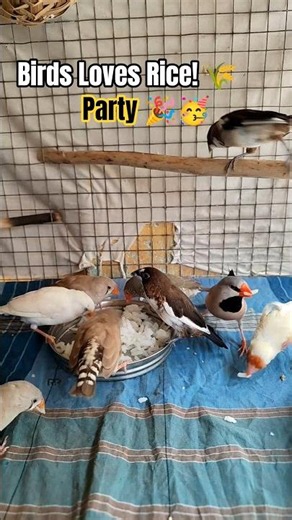 Bilkul Bhukkad Hai Hamari Birds 🤣!Finches Love Eating Rice🐦 #birdsfeeding