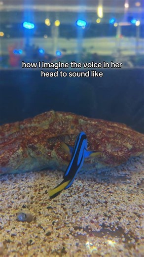 only fitting 🥹 #fish #findingnemo #nemo #dory #aquarium