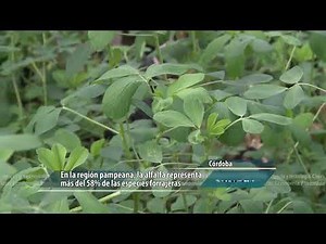 Alfalfa tiempo de siembra