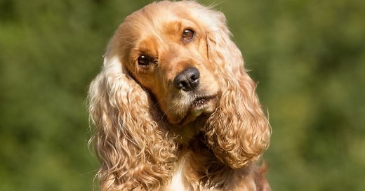 Guía sobre el cocker spaniel inglés: origen, características y educación