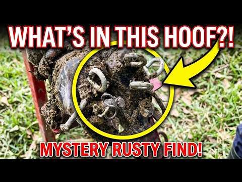 Hoof Trimming & Cleaning - Removing a 3 Inch Steel Spike Extreme Cow Hoof Repair - Cows TV