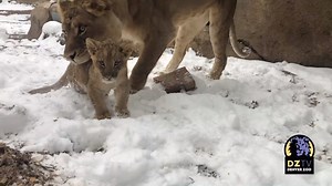 31K views · 1.9K reactions | We’ve gotten a whole lot of snow lately...