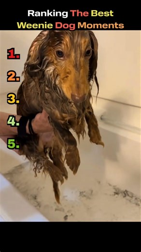 Ranking The Best Weenie Dog Moments 🐶😂 #dogranking #weeniedog #dachshund