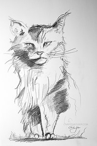 Cat Wildcat Drawing Sketching Original Artwork - Etsy Australia