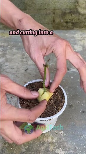 Grow a Rose Cutting with a Potato!