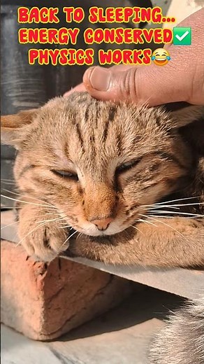 Potential Energy vs. Kinetic Energy 😂⚡️#ytshorts #catshorts #cuteanimals #funnycats #meow #straycat