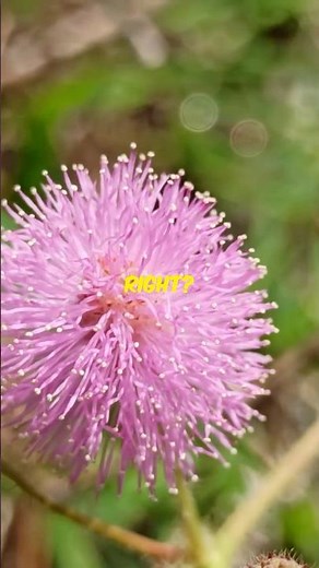 Discover the fascinating science behind the Touch-Me-Not plant's rapid response! #MimosaPudica