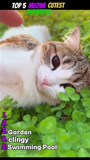 Top 5 Meowls That Are TOO CUTE To Be Real! 🐾 #shorts