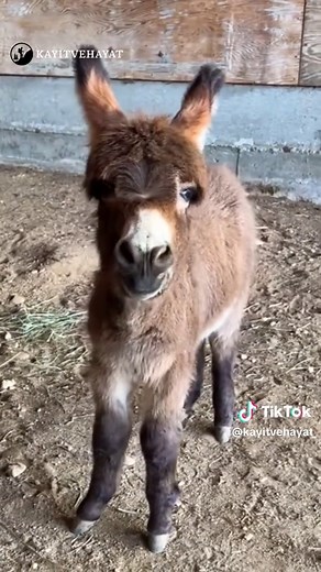 Adorable Baby Animal Sounds Compilation