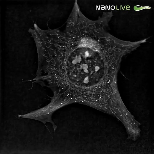 Label free live cell imaging of a Preadipocyte cell with Nanolive imaging