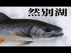 ★然別湖冬季特別解禁2022年開幕★ 北海道の天然記念物 ミヤベイワナの氷上釣り ミヤベイワナは然別湖の固有種で環境省レッドリスト絶滅危惧Ⅱ類（VU）に指定されている希少種。