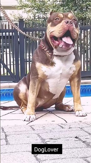 The Truth About American Pitbulls. 💯