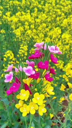 Resurrection of Spring: Life's Endless Renewal