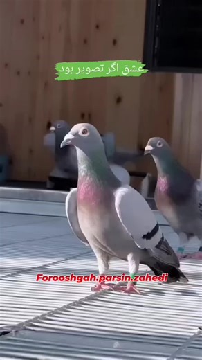 Hgfgh (@hgfgh2457)’s videos with original sound - Hgfgh