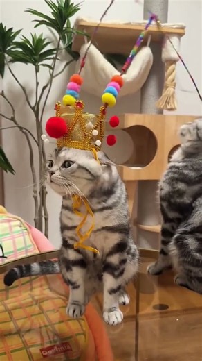 Emperor Cat #cat #cute #funny #pets