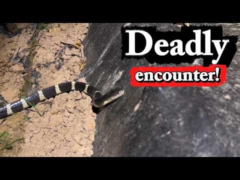 Encountering Two Extremely Venomous Snakes in the Wild!