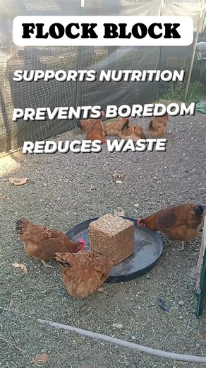 1.2K views · 20 reactions | If you raise chickens, a flock block is...