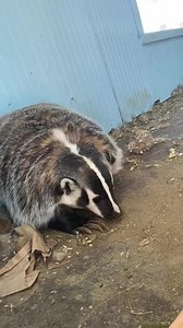 DEW Haven | Maine Zoo & Rescue has received permission to open! Starting May 7th, we will be open Thursday through Sunday from 10 am to 5 pm! Please note, all state regulations and social distancing, aimed to keep our animals, staff, and visitors safe, will be enforced. For more information about us, including pricing, please visit our website at DEWhaven.com | DEW Haven