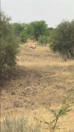 Springbok hunt!