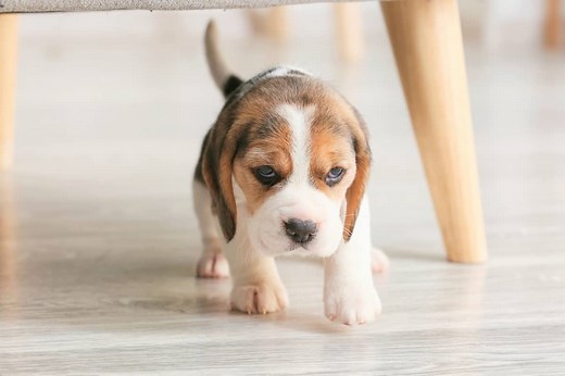 10 Best Beagle Breeders (2026): Our Top 10 Picks!
