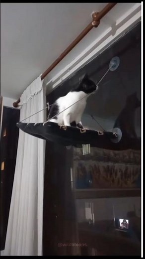 Try Not To Laugh at Epic Animal Fails! 😂 Hilarious Pet Moments