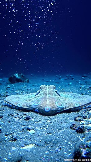 The Octopus That Changed Shape on Camera Deep-sea octopuses can alter their body shape in seconds. This rare moment was captured during a routine dive. #DeepSea #Octopus #MarineBiology #letsseesea #la