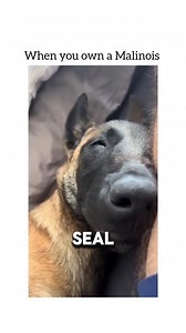 763K views · 11K reactions | What to expect owning a Malinois | The Malinois Society | Facebook
