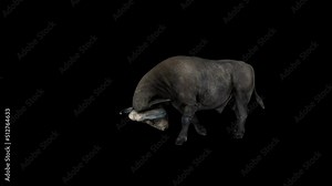 Buffalo Ready for Fight animation.Full HD 1920×1080.6 Second Long.Transparent Alpha video.LOOP.
