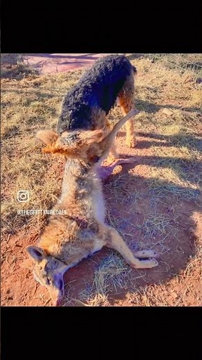 Hunting dogs #airedaleterrier #airedale